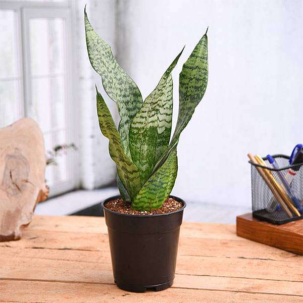 snake plant 