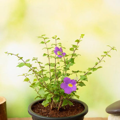 thunbergia erecta nana - plant