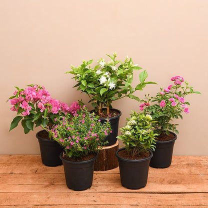 Top 5 Beautiful Flowering Plants for Balcony
