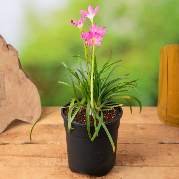 Rain Lily - 6" Pot
