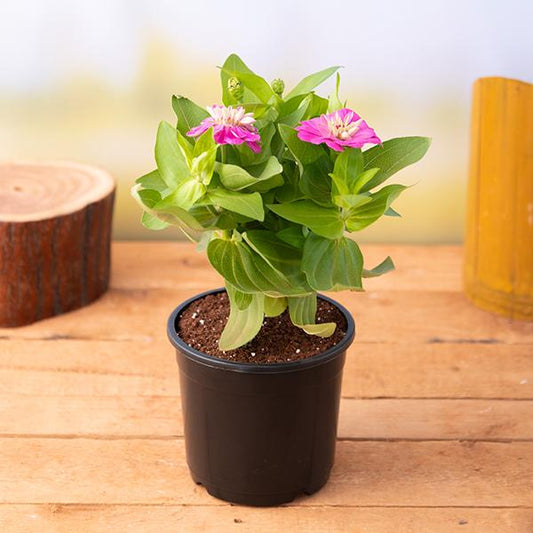 zinnia (any color) plant in 5 inch (13 cm) pot 