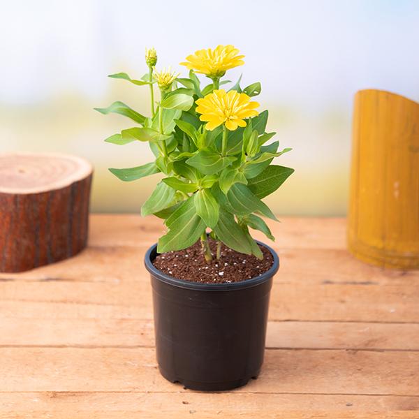Ornamental Plants