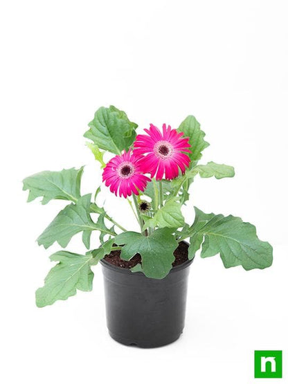 gerbera (any color) - plant