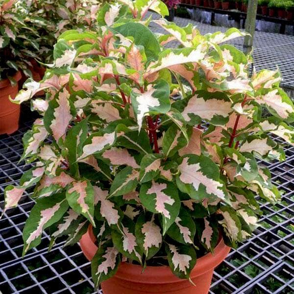 Caricature Plant Variegated - 6" Pot