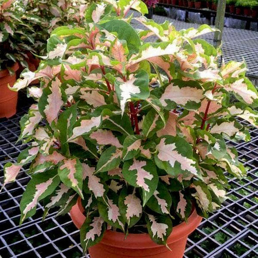 Caricature Plant Variegated - 6" Pot