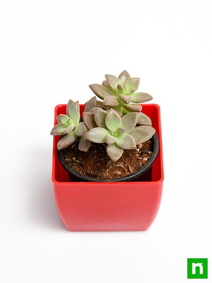 graptosedum darley sunshine - plant
