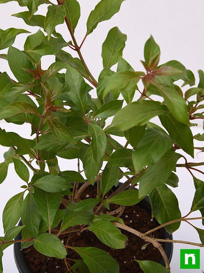 hamelia patens dwarf - plant