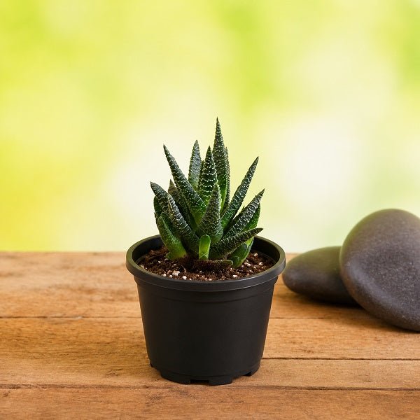 Haworthia attenuata - Succulent - 3" Pot