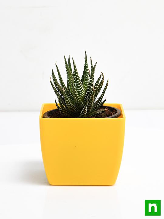 haworthia margaritifera - plant