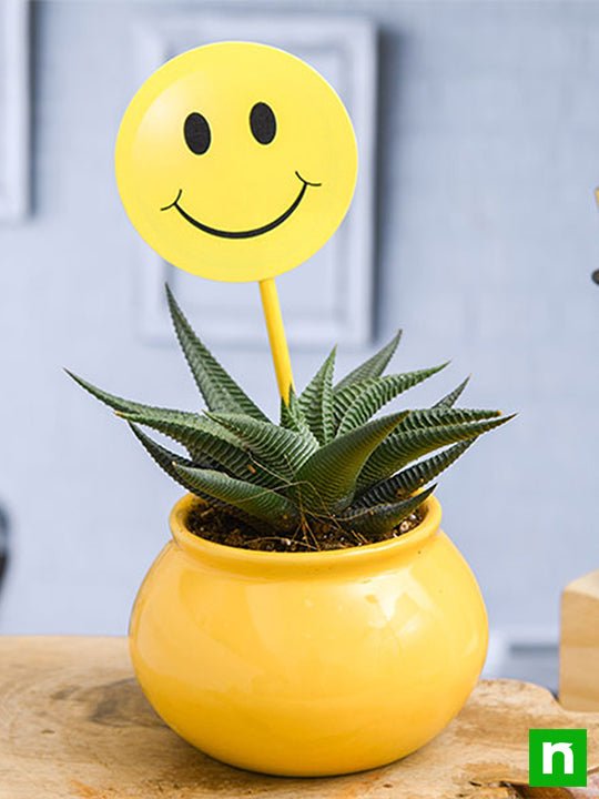 haworthia plant in ceramic handi with smiley flag - plant