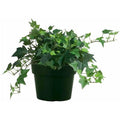 English Ivy - 4" Pot