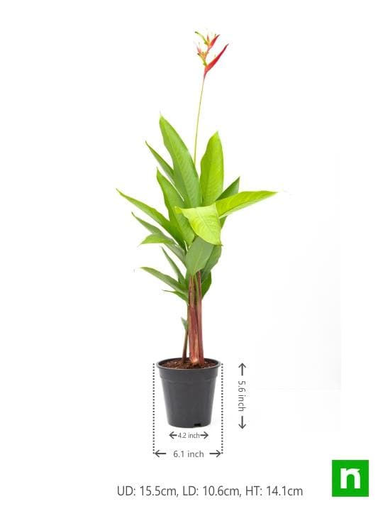 heliconia psittacorum - plant
