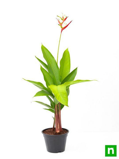 heliconia psittacorum - plant