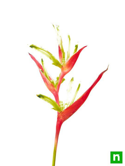 heliconia psittacorum - plant