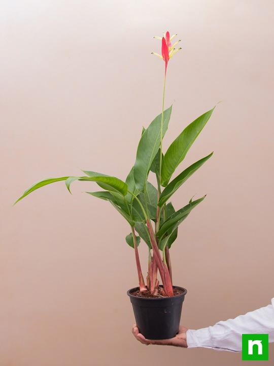 heliconia psittacorum - plant
