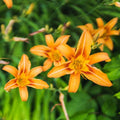 Hemerocallis Fulva Kwanso Mixed - 6" Grow bag
