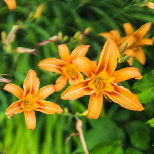 Hemerocallis Fulva Kwanso Orange - 6" Grow bag