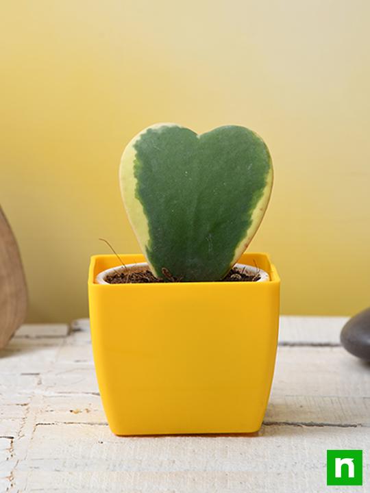 hoya kerrii - plant