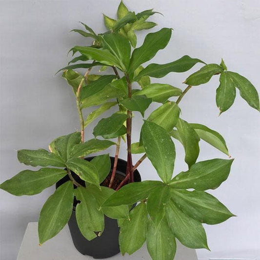 Foliage Plant Trio for Green Décor