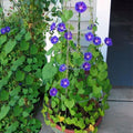 Morning Glory - 10" Grow bag