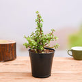 Elephant Bush Green - 5" Pot