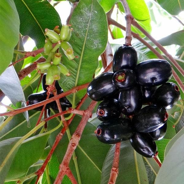 Syzygium Cumini, Jamun - 0.5 kg Seeds