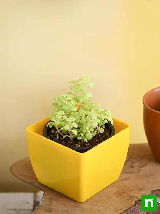 japanese golden ogon sedum - plant