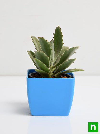 kalanchoe beharensis roseleaf - plant