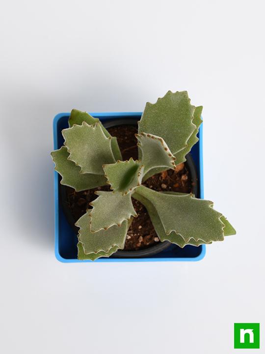 kalanchoe beharensis roseleaf - plant
