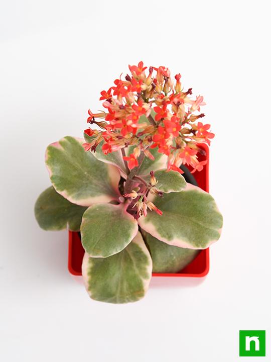 kalanchoe blossfeldiana (variegated tricolor) - plant