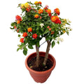 Lantana Mixed - 5" Pot