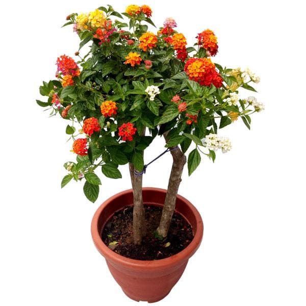 Lantana Variegated - 5" Pot