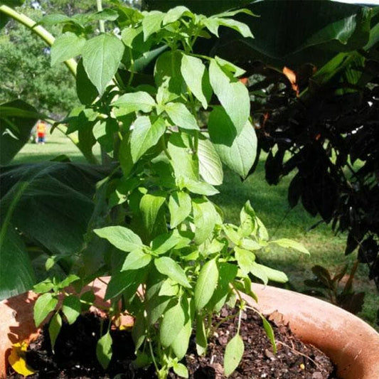 lemon basil - plant