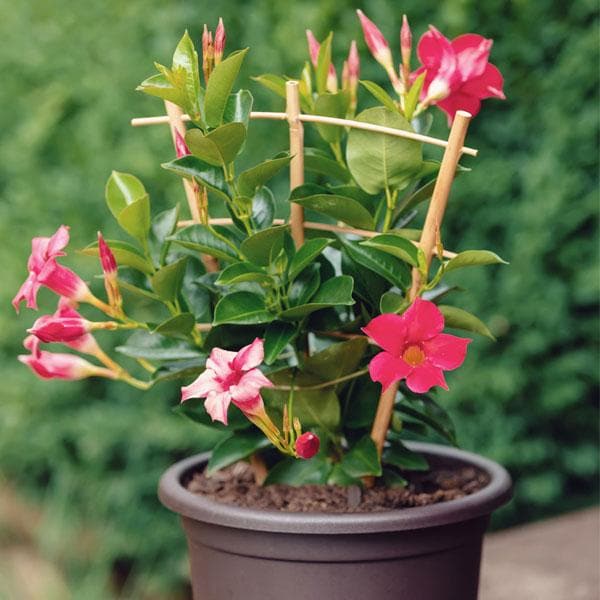 Mandevilla Mixed - 5" Pot