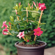Mandevilla Pink - 5" Pot