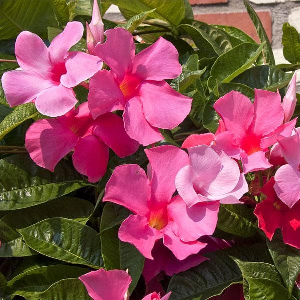 Mandevilla Pink - 5" Pot