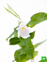 Mandevilla White - 5" Pot