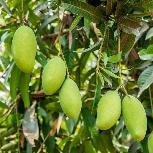 mango tree (kesar 
