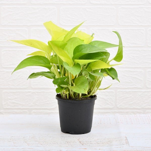 Set of 2 Stress Relieving Plants Pack