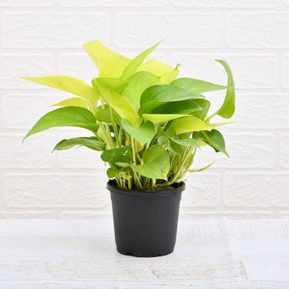 Set of 2 Stress Relieving Plants Pack