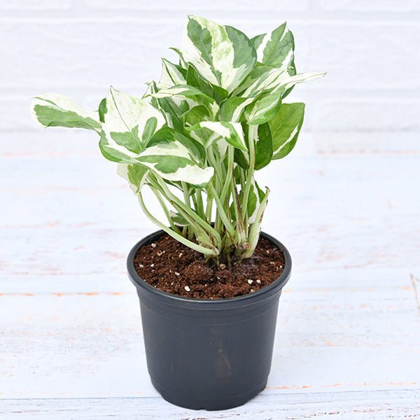 Set of  4 Money Plants for Good Luck (Farm Clearance Sale)