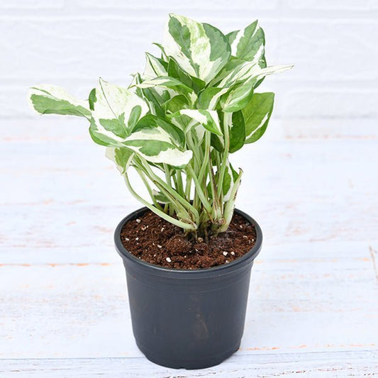 Set of  4 Money Plants for Good Luck (Farm Clearance Sale)