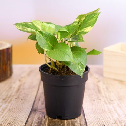 Top 2 Air Purifying Plants (Syngonium + Spider Plant) in Colorful Pots