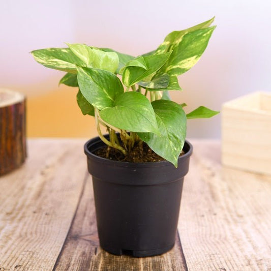 Top 2 Air Purifying Plants (Syngonium + Spider Plant) in Colorful Pots