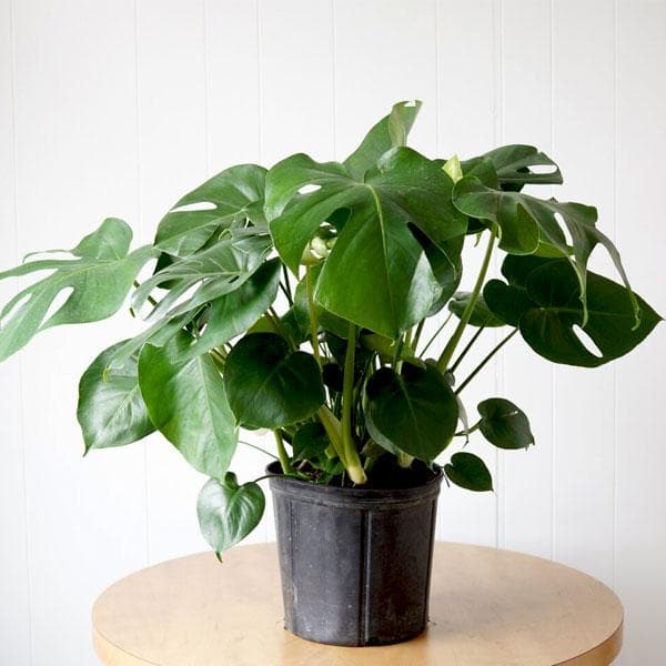 Monstera - 12" Pot