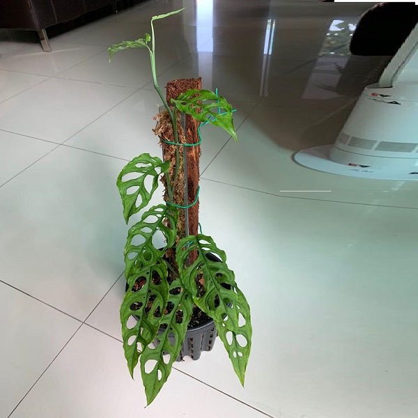 Bathroom Plant Duo