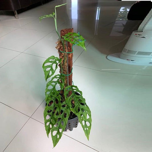 Bathroom Plant Duo