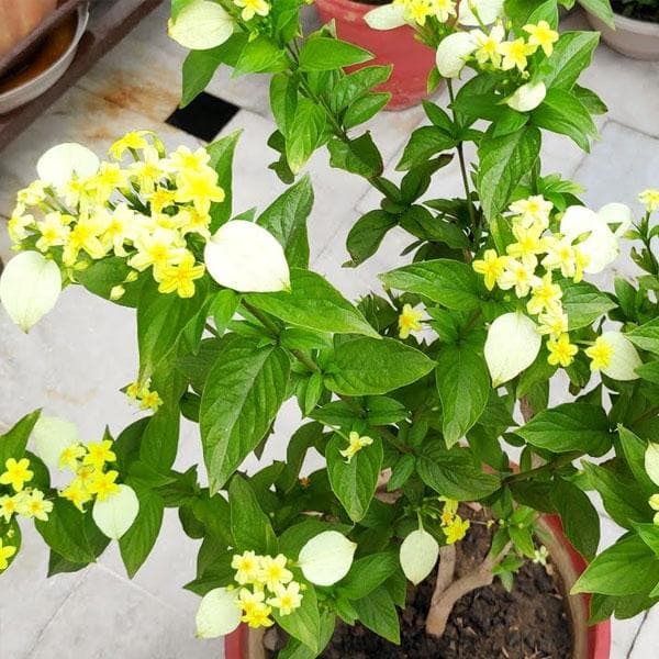 Mussaenda Yellow - 10" Grow bag