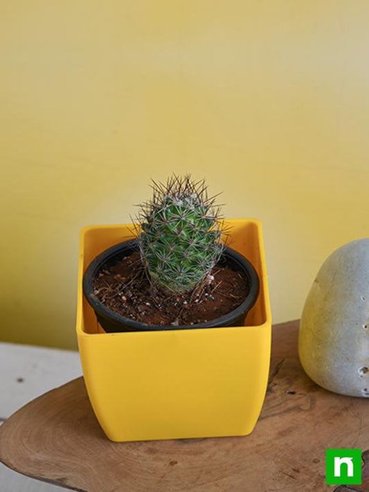notocactus rutilans - plant