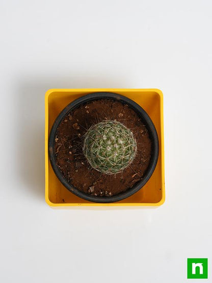 notocactus rutilans - plant